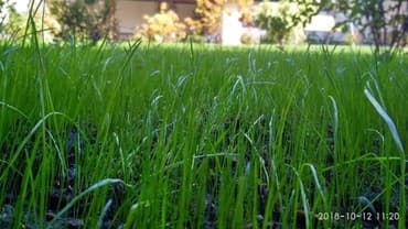 гортензии бишкек цена: Газон. Газон. Газон в бишкеке. Посев газона авто полив газоны для — 6