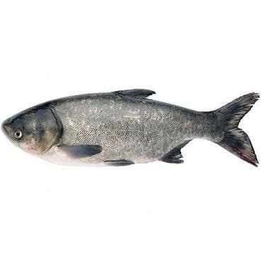 балык чарба: 🎣 КУПЛЮ РЫБУ ДОРОГО! 💰 📍 Принимаю на постоянной основе: — Сазан — — 8