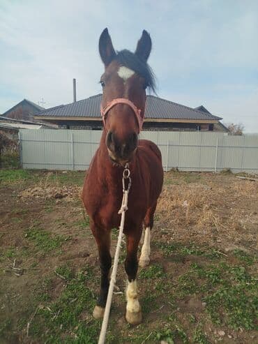 собака охотничий: Продаю | Жеребец — 8