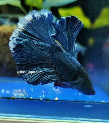 Балыктар: Уточняйте наличие. Шикарные самцы петушки! Цены разные. Рыбка — 7