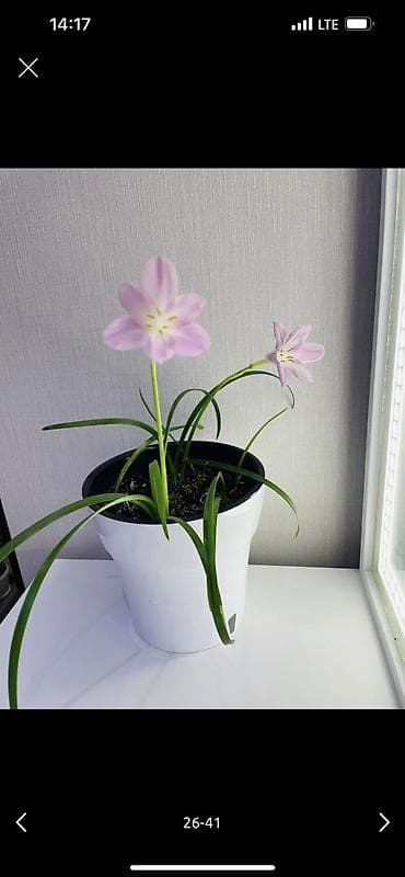 all group: 2 комнаты, 50 м², 104 серия, 4 этаж, Евроремонт — 5