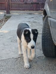 кане корсо собака: Алабай, 3 месяца, Самец, С прививкой — 2