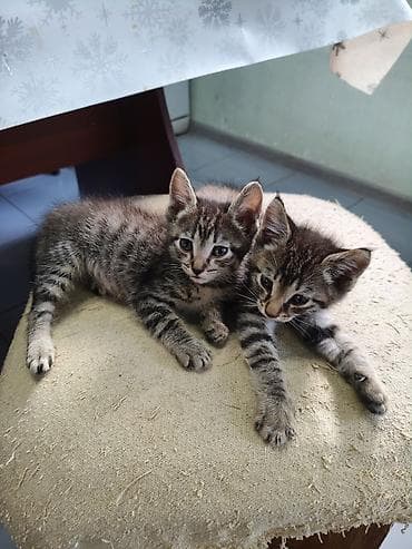 манчкин котенок: Кошка даром: Беспородная, Мальчик — 3