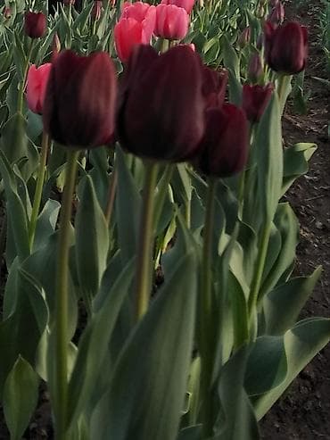 Тюльпаны садовые — срезка и луковицы - Ассортимент: однотонные и