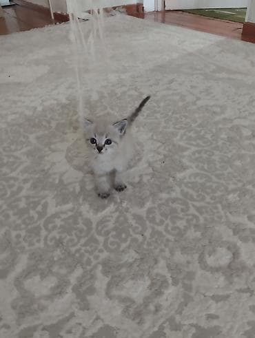 объявления про котят: Тайская, 1 месяц, Мальчик, Приучена к лотку — 3