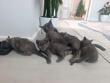 scottish fold: Котята серого окраса (Русская голубая) - Помёт из нескольких котят — 3