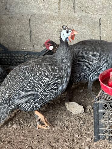 продажа домашних животных: Продам цесарки — 3