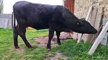 кулак тай: Продаю | Бык (самец) | На откорм — 3