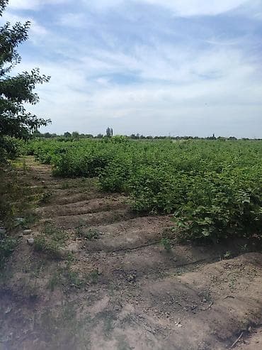 пром земли: 2 соток, Для сельского хозяйства, Договор купли-продажи — 3