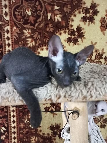 кошка шатланский: 🐾🐈‍⬛ Котята донского сфинкса готовы переехать в любящую семью. Два — 3