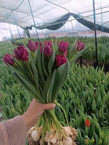 оптом овощи и фрукты: Тюльпаны тепличного выращивания — срезка и срезочные бутоны - — 9