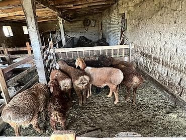 корова молочной: Продаю | Овца (самка) | Для разведения | Ярка — 3