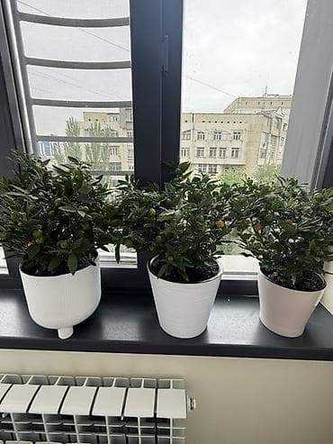 растения: Если два купите третий в подарок 🎁 Комнатный декоративный перец — 6