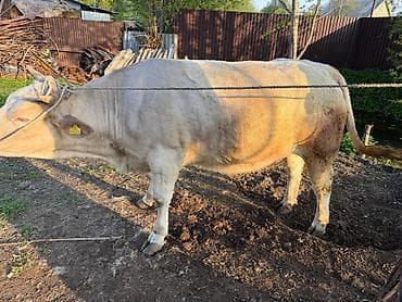 Продаю | Бык (самец) | На откорм | Привязанные