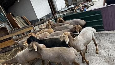 амадины цена: Продаю | Ягненок | Гиссарская | Для разведения | Ярка — 6