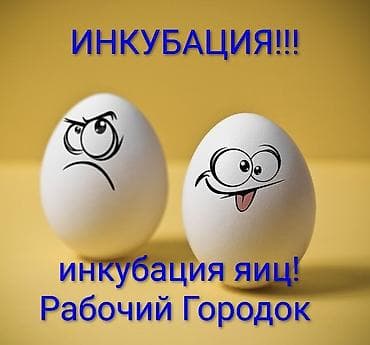 Продаю | Куры, Петух, Цыплята | На забой, Для разведения, Несушки