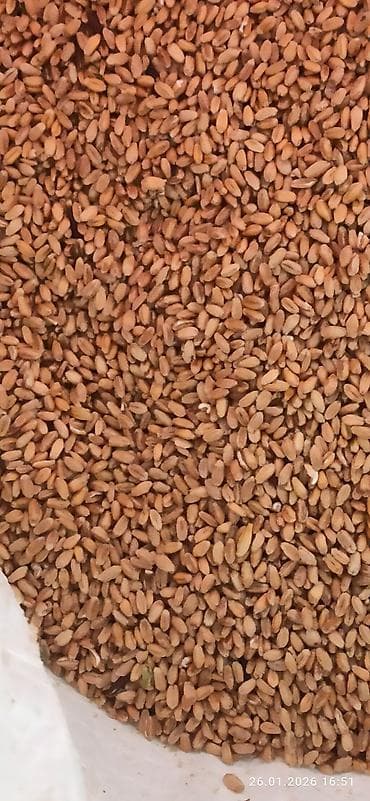 цельнозерновая мука цена: Цельно зерновая мука - Натуральная помол мелкого калибра: хорошо — 8