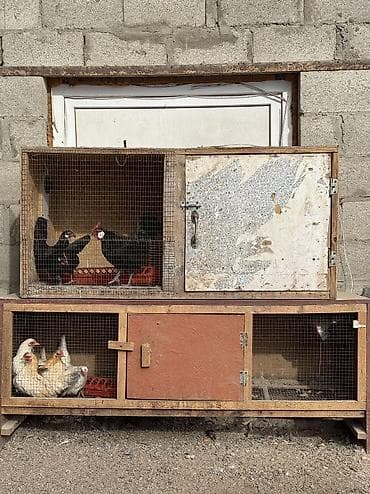 Продам 2 клетки для птиц цена 7000 сом at lalafo.kg Продам 2 клетки для птиц цена 7000 сом