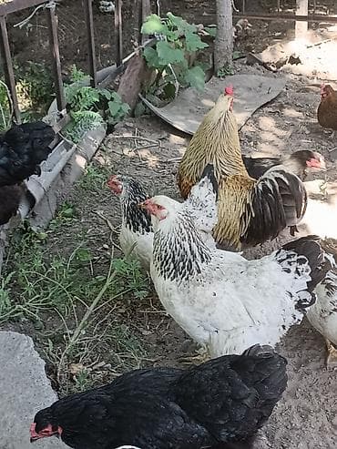 Животные: Продаются куры домашние, породистые, несуться — 1
