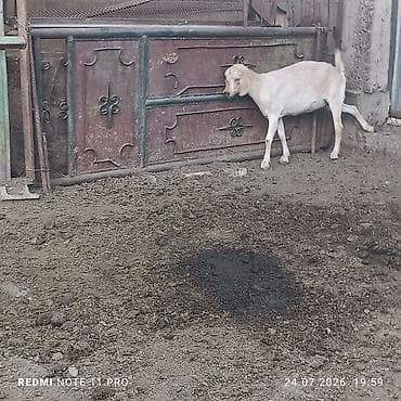кошка купить бишкек: Продаю | Коза (самка), Козлёнок, Козёл (самец) | Полукровка | Для разведения, На забой, Для молока — 4