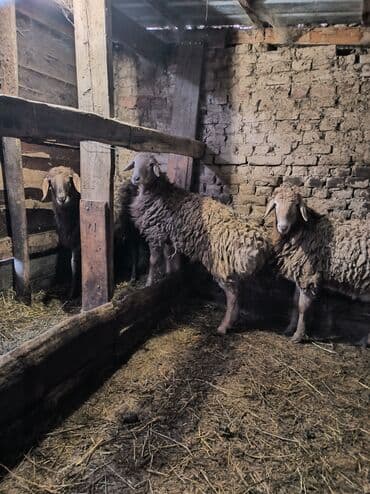 машинка для стрижки животных: Продаю | Баран (самец) | Арашан, Полукровка | На забой, Для разведения, Для шерсти — 3