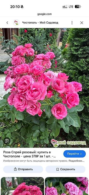 контенера: Саженцы — 10