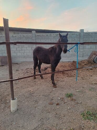 королевский дог цена: Продаю | Жеребец | Рабочий — 1