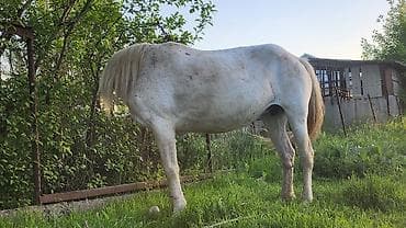 зоомагазин бишкек с животными: Продаю | Кобыла (самка) | Полукровка | Рабочий | Мерин — 4