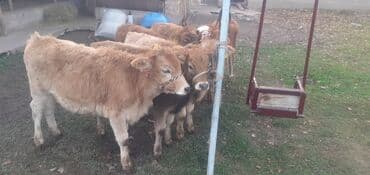 объявления о пропаже животных: Продаю | Бык (самец) — 9