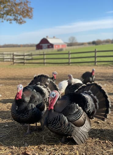 купить собаку шпица недорого: Продаю | Индюк (самец) | Для разведения | Племенные — 2