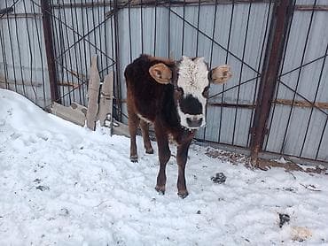 отдам питбуля: Продаю | Музоо, торпок | Полукровка | Для разведения | Привязанные — 1