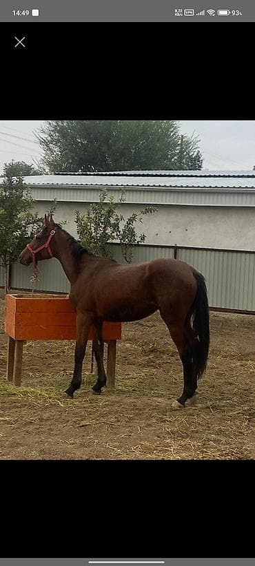 Продаю | Кобыла (самка) | Конный спорт | Мерин