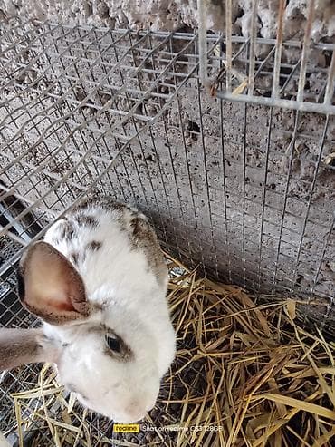 длиная: Продаю две беременые самки и самец продаю всех оптом по 1500 сом. в — 7