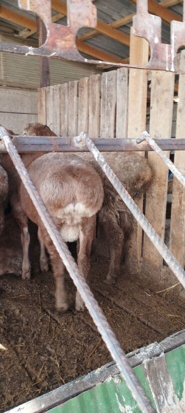 купить медогонку: Кормушка для овец/коз из металлической бочки - Материал: сталь — 8