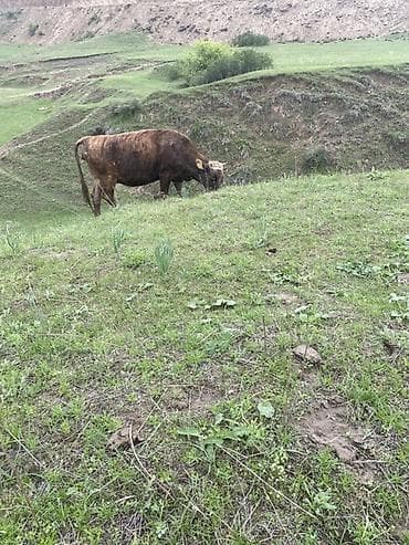 кекилик бишкек: Сатам | Уй (ургаачы) | Байланган — 4