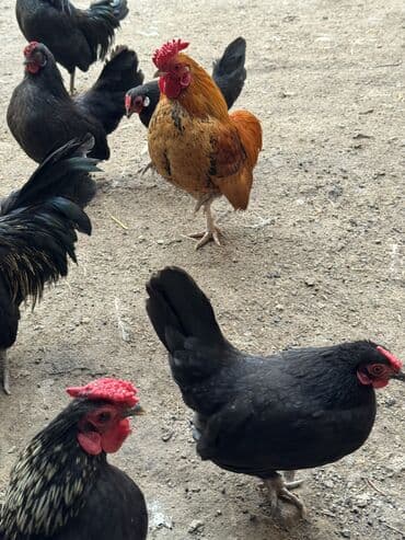 курица оптом: Продаю | Куры, Петух — 4