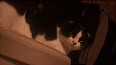 в связи с переездом отдам попугая жако в добрые руки: 6 месяцев, Девочка, Приучена к лотку, Проглистована, С прививками — 2