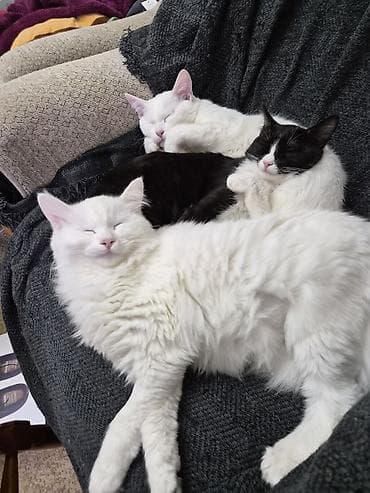 белый мёд: Кошка даром: Ангорская, 9 месяцев, Девочка, Кастрирована, Метис, Приучена к лотку — 7