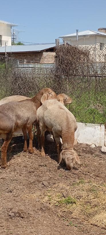 лягушки живые: Продаю | Ягненок | Для разведения | Племенные — 8