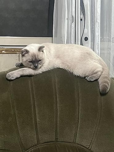 cat sofa: Кошка даром: Скотиш Страйт (Шотландская прямоухая), 4 года, Мальчик — 2
