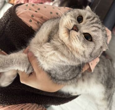 шотландские вислоухие котята в бишкеке: Шотландский вислоухий кот (Scottish Fold) Реальным клиентам еще — 2