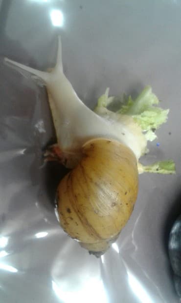 Грызуны: Ахатины .разного возраста .Проглистованы.Здоровые.Активные. Есть4 — 7