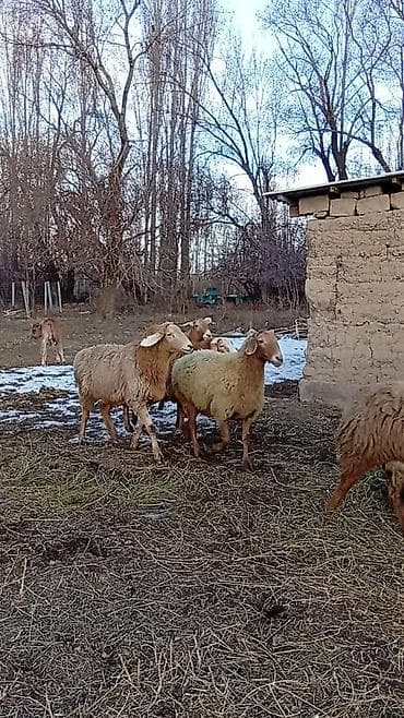 ат башы там сатылат: Сатам | Ургаачы кой (ургаачы), Кочкор (эркек) | Арашан — 6