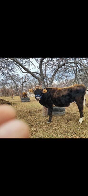 Уйлар, букалар: Сатам | Кунаажын | Алатоолук | Көбөйтүү үчүн | Байланган — 7