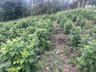 сервант книжный шкаф: Малина — 2