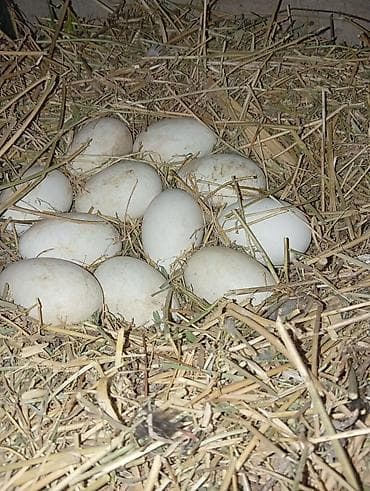 кошка домашный: Гуси инкубационные яйца - Количество: 11 штук - Цена: 230 сом за — 2