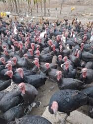 объявления о найденных собаках: Продаю | Индюшка (самка), Индюшата | Черный принц, Северокавказская | На забой | Племенные — 5