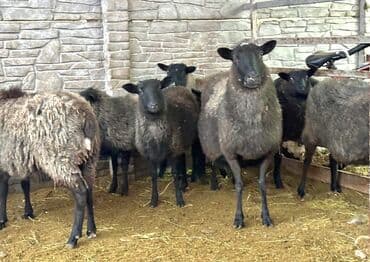 цена французский бульдог: Продаю | Овца (самка), Ягненок, Баран (самец) | Гиссарская, Арашан, Романовская | Для разведения, Для шерсти | Племенные, Котные, Осеменитель — 3