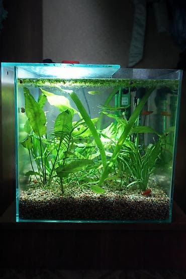 растения аквариумные купить: Продам на 30 литров квариум кубообразный со всем содержимым: Фильтр — 1