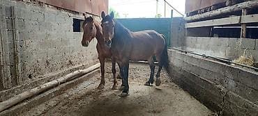 кой обмен: Продаю | Кобыла (самка) | Полукровка | Рабочий — 7